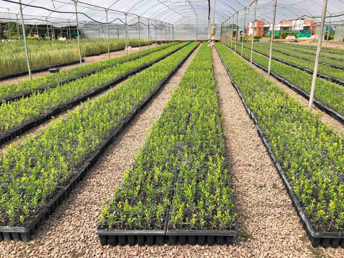 Perchè far olio se si possono produrre foglie d'olivo