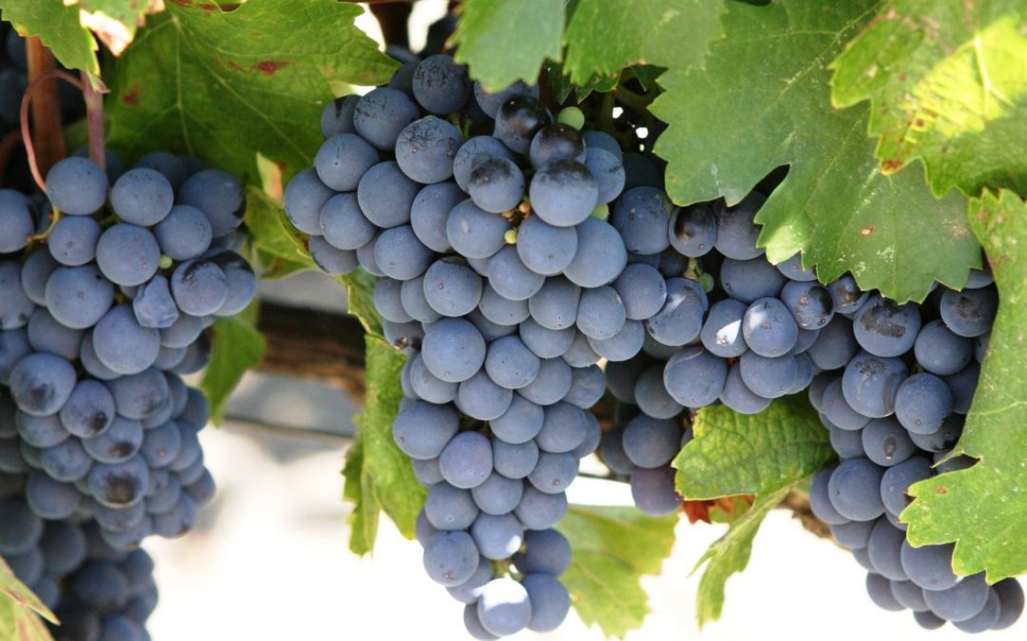 L'influenza dei portainnesti di vite su pH e acidità titolabile del vino