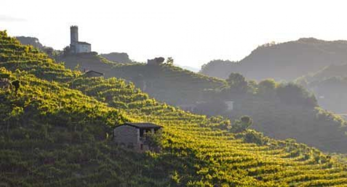 Nessun rischio per le vigne del Prosecco Docg secondo il Consorzio
