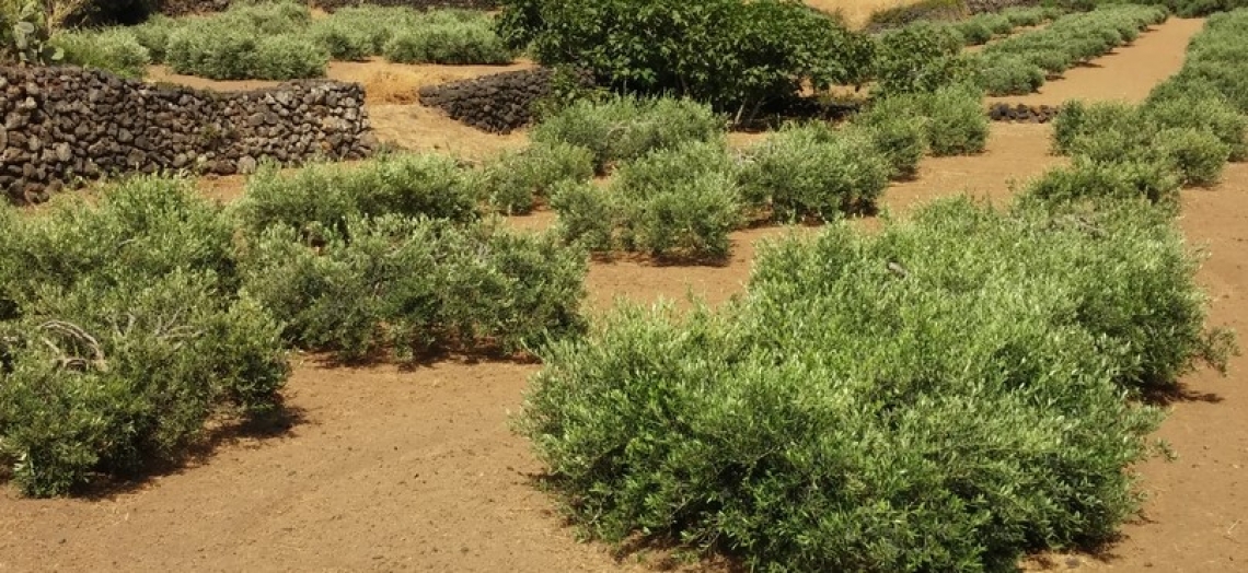 Le esigenze di formazione degli olivicoltori siciliani, anche a Pantelleria