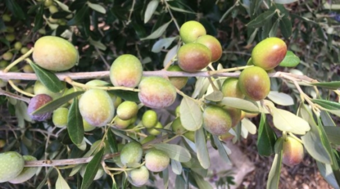 FS17 bocciata per gli oliveti superintensivi: la produzione è la metà dell'Arbequina