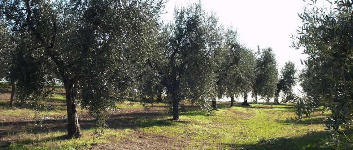 Rinviate al 18 maggio le scadenze per i contratti di distretto del cibo e Xylella