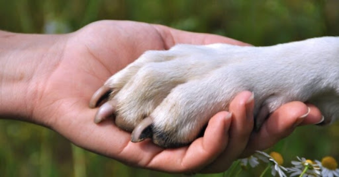 Gatti in coma etilico, cani ustionati con la candeggina: i veterinari mettono in guardia contro la disinfezione degli animali