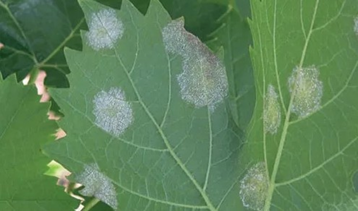 Amisulbrom e ametoctradina saranno meno efficaci contro la peronospora della vite negli anni futuri