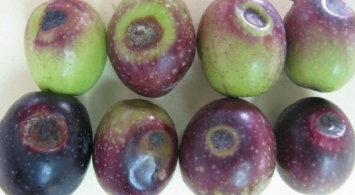 La stretta correlazione tra la mosca delle olive e l'infezione fungina da Camarosporium dalmaticum