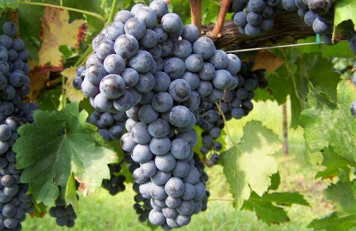 L'influenza di esposizione alla luce e temperatura su fenoli e antociani del Merlot