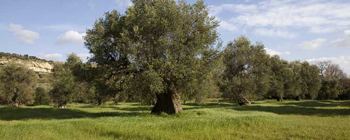 L'olivicoltura italiana deve conservare l’identità delle nostre cultivar e la qualità del nostro olio