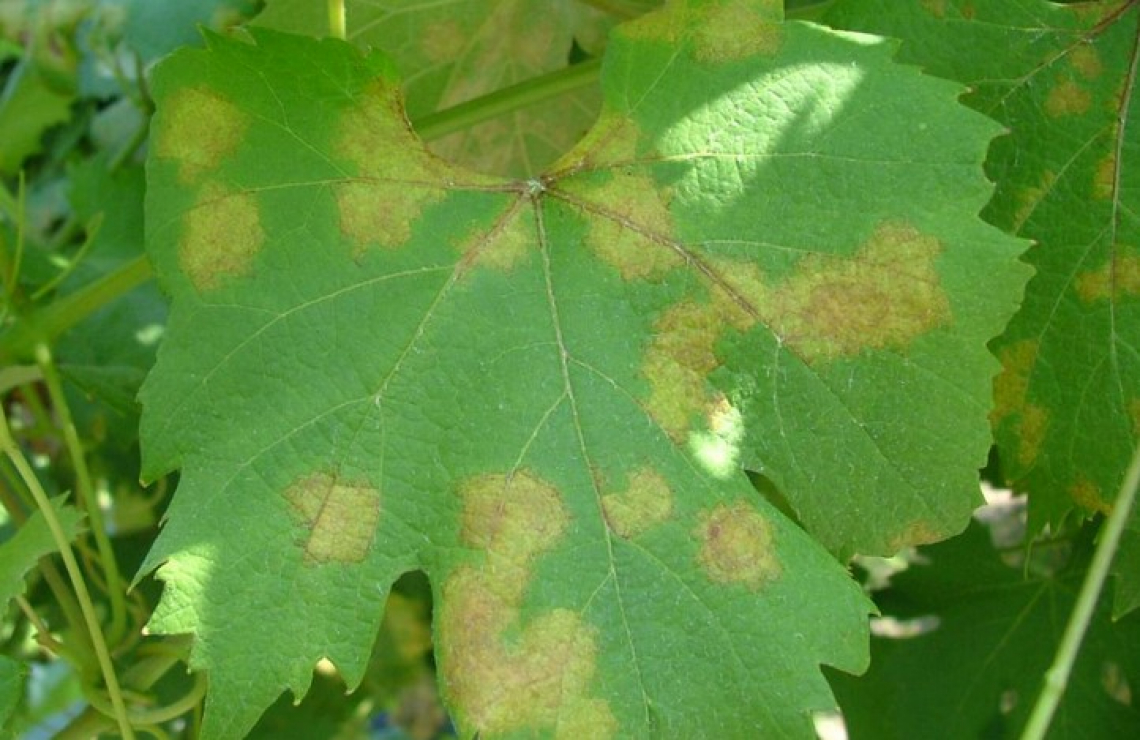 Il fosfonato di potassio è utile per ridurre i trattamenti contro la peronospora della vite