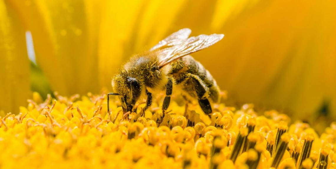 Obiettivo un milione di firme per un'agricoltura favorevole alle api e all'ambiente