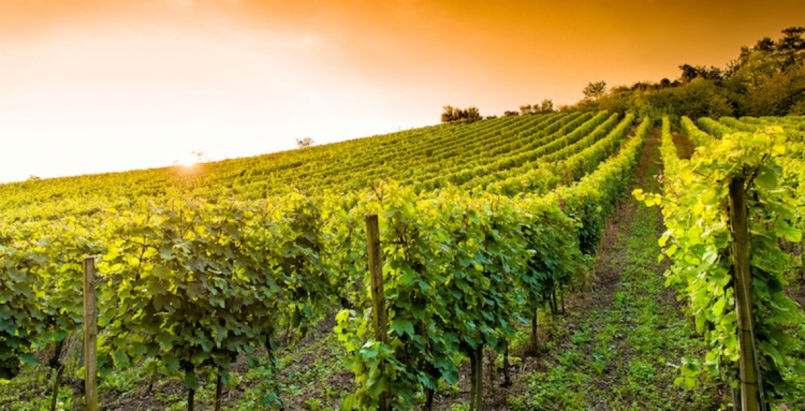Nasce la capitale italiana del vino, per mettere al centro una città e il suo territorio vitivinicolo