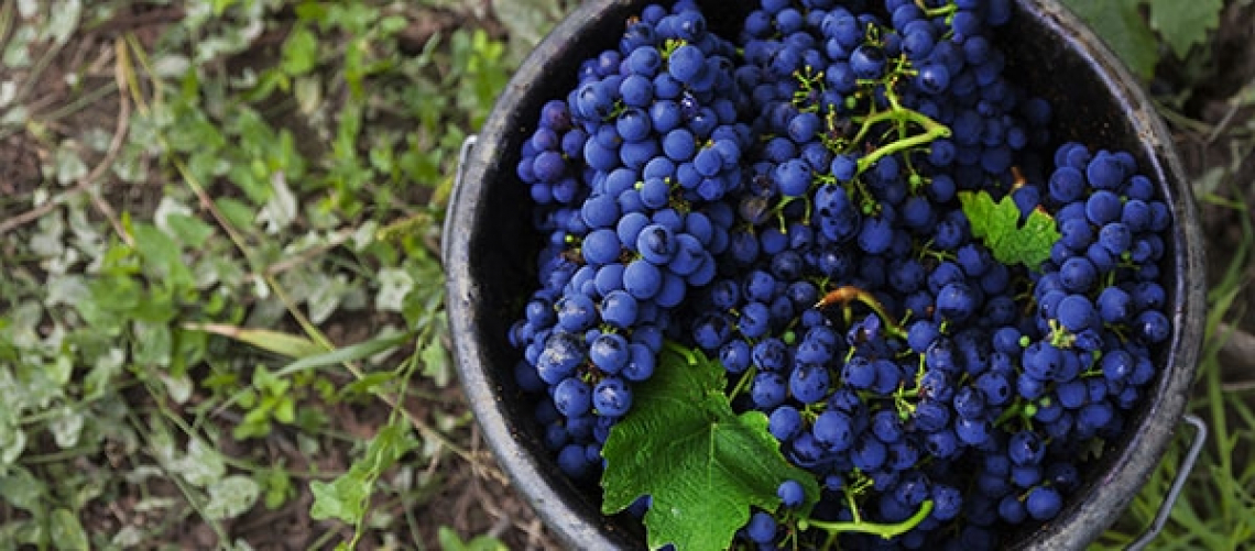 Effetto del lato della chioma sulle caratteristiche sensoriali dei vini Pinotage e Cabernet Sauvignon