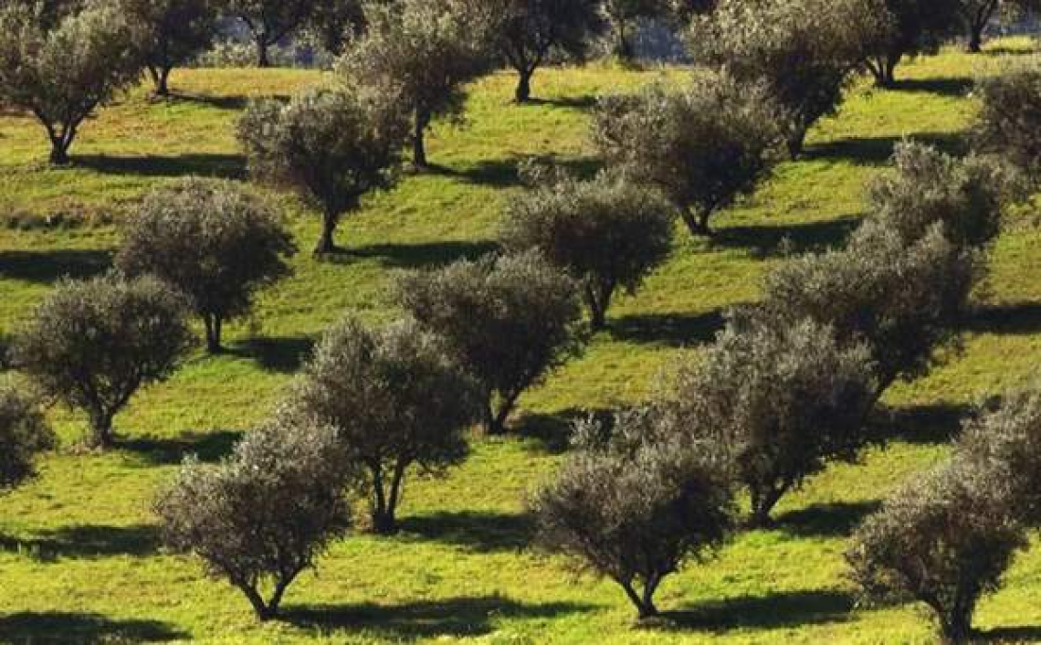 Gli effetti benefici della gestione sostenibile dell'oliveto si vedono nel lungo periodo