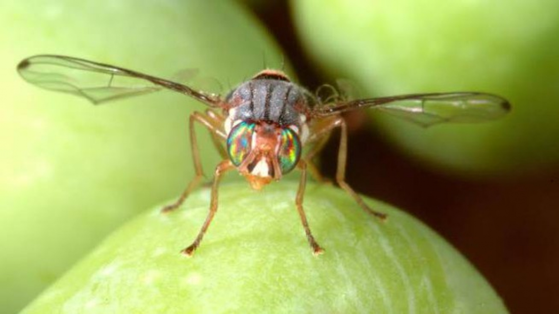 L'influenza dell'umidità relativa dell'aria su produzione di uova e longevità della mosca delle olive
