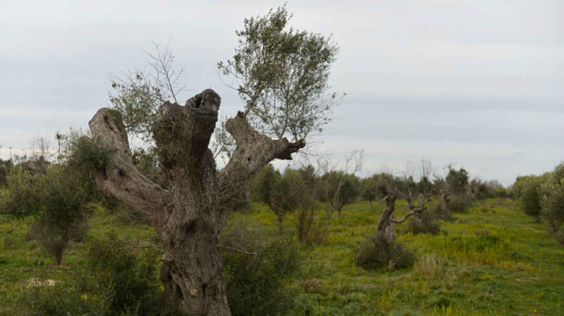 Xylella nell'area cuscinetto in Puglia ora inizia a far paura