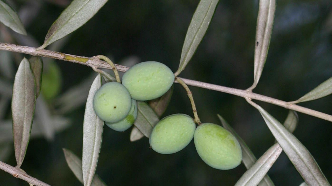 L'influenza della fertilizzazione fogliare sulla qualità dell'olio extra vergine d'oliva