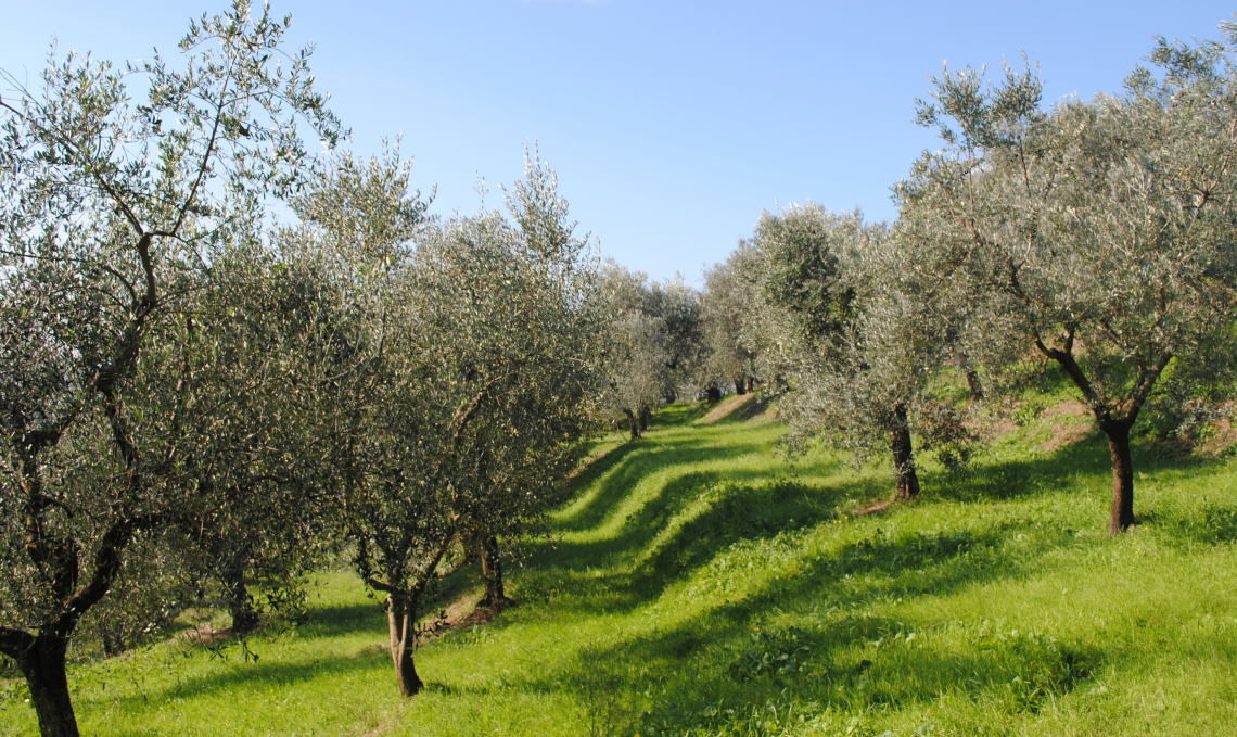 E' il letame il segreto della sostenibilità dell'olivicoltura organica