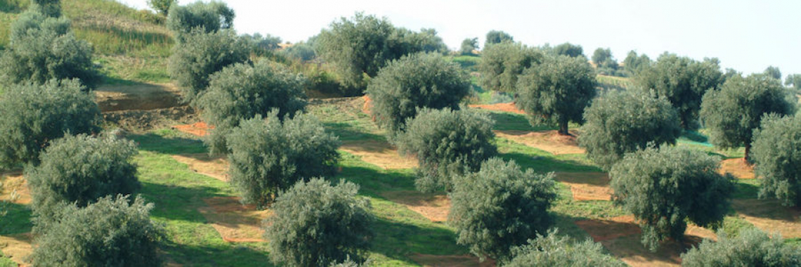 Per aumentare la produttività dell'oliveto serve la potatura minima in climi aridi