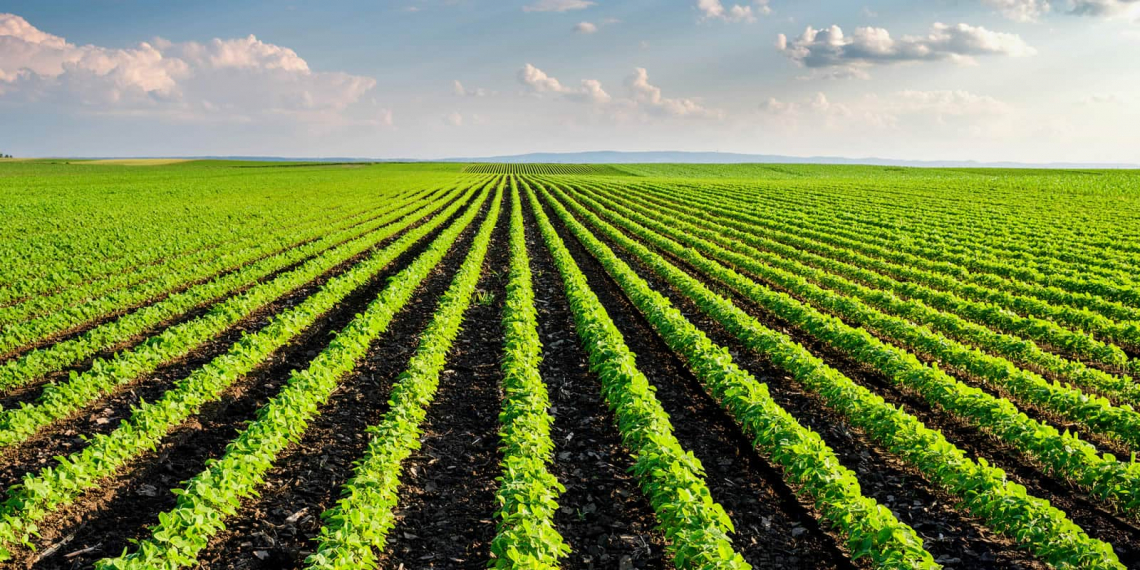 Unire tradizioni rurali e ingegneria genomica per l'agricoltura sostenibile del futuro