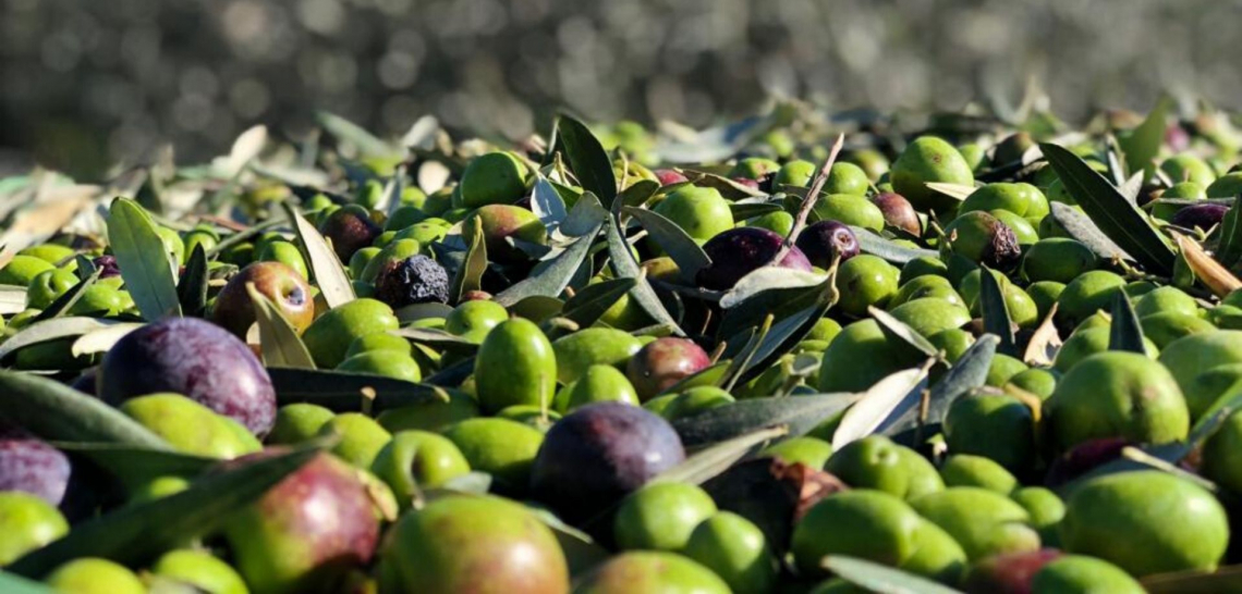 Trattamenti fogliari a base di calcio per aumentare resa e qualità dell'olio extra vergine d'oliva
