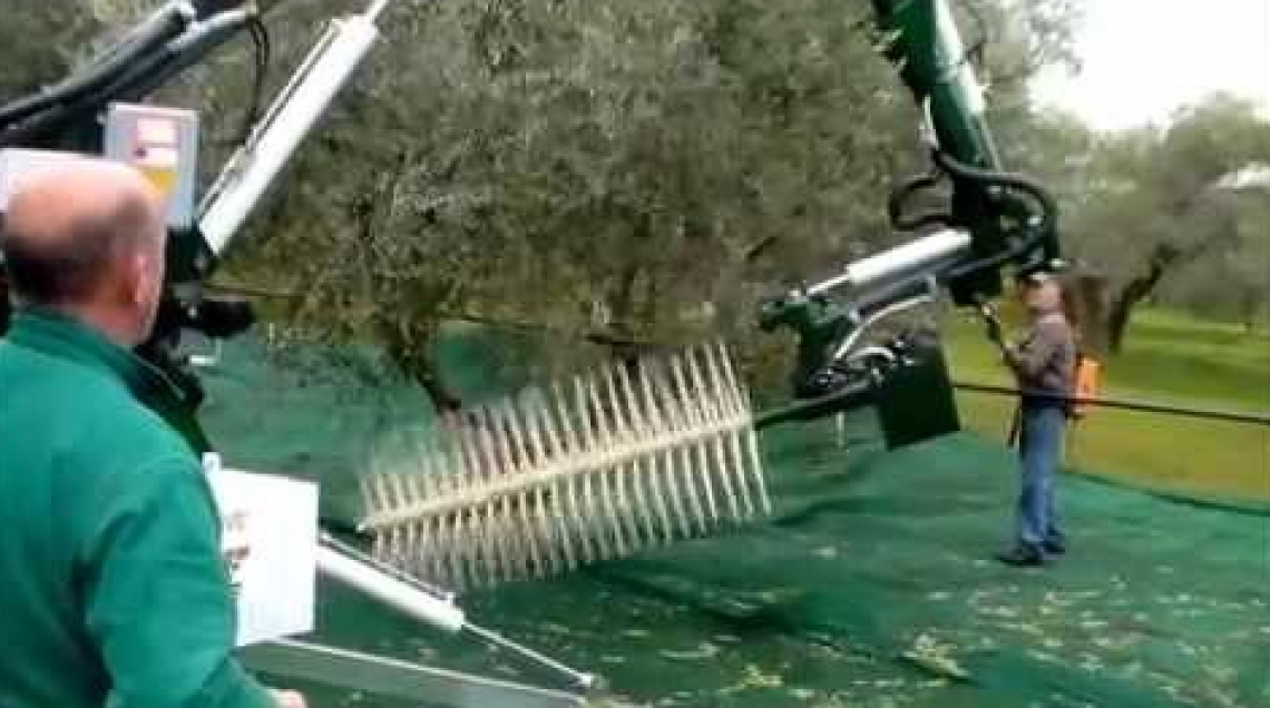 La raccolta meccanica delle olive su alberi centenari è economicamente conveniente