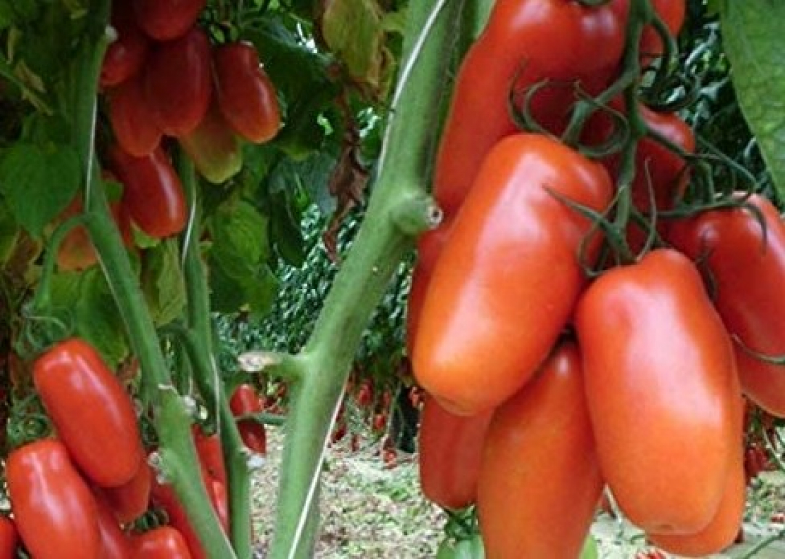 Un nuovo pomodoro San Marzano, unione di tecnica e biotecnologia