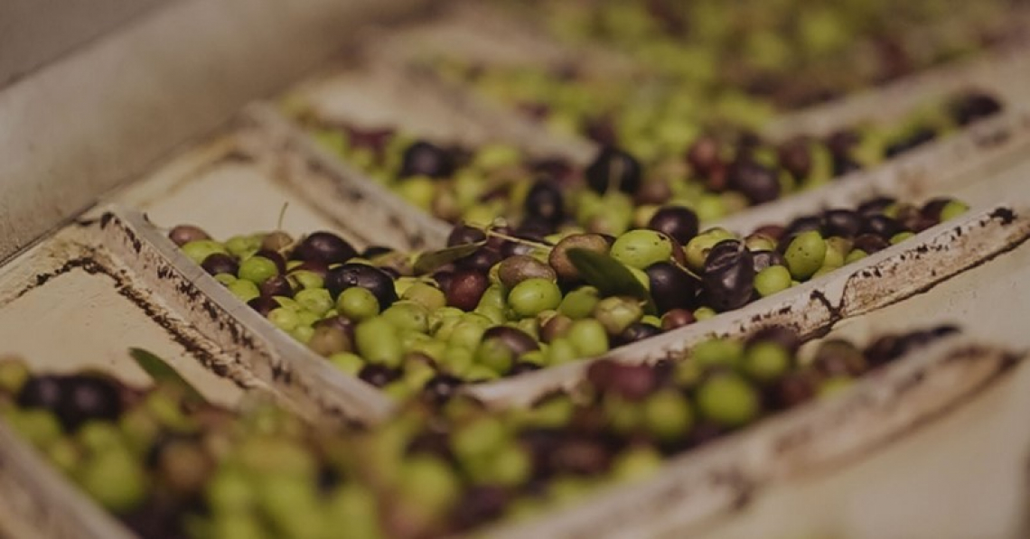 I parametri chimici e organolettici dell'olio extra vergine di oliva influenzati da temperatura di frangitura e gramolazione