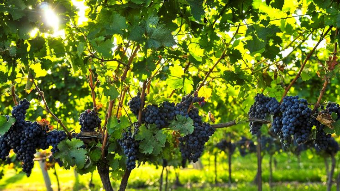 Battezzate le quattro varietà di vite tolleranti alle patologie