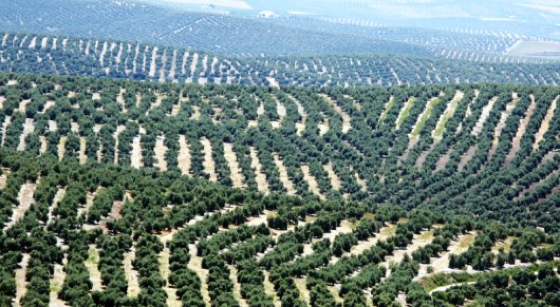 Al minimo storico i prezzi delle olivete in Spagna