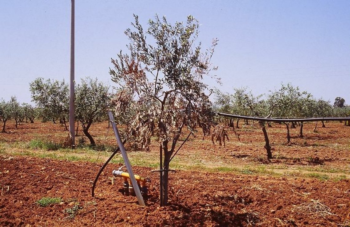 L'influenza della verticilliosi dell'olivo sulle caratteristiche aromatiche dell'olio extra vergine di oliva