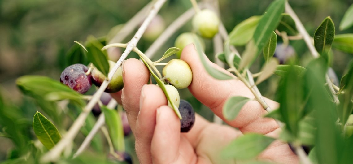 Serve eccellenza, occorre non abbandonarsi alla frenesia dell'olio nuovo