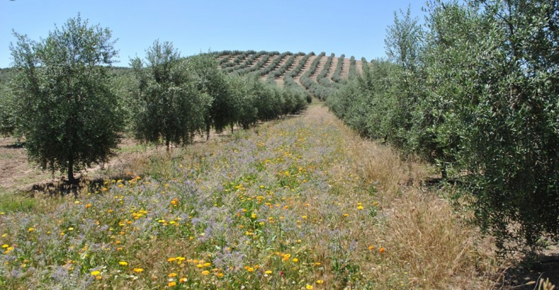 Più carbonio e azoto all'olivo grazie agli erbai di Brachypodium distachyon e Sinapis alba