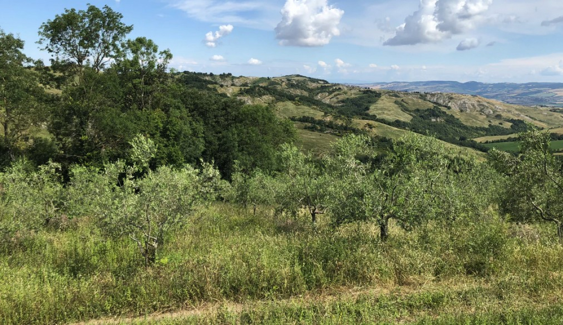 Le specie vegetali preferite dai vettori di Xylella fastidiosa