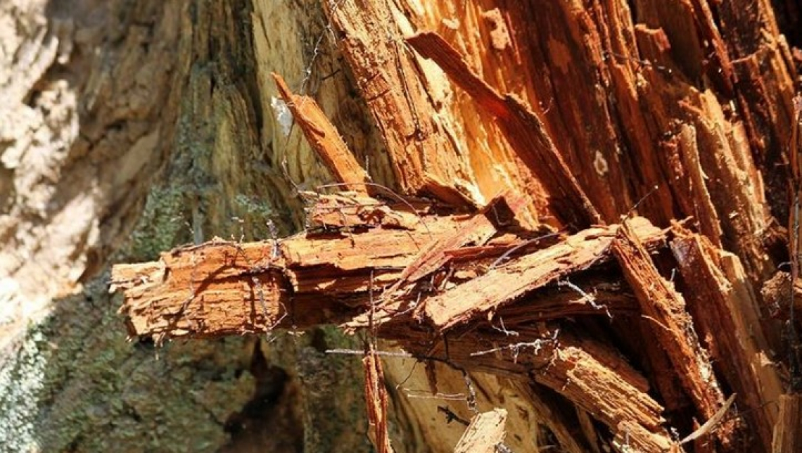Le nanoparticelle potrebbero essere una cura per il cancro del legno