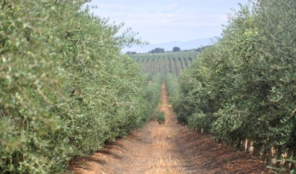 Fallisce il Progetto Elaia per l'oliveto più grande al mondo