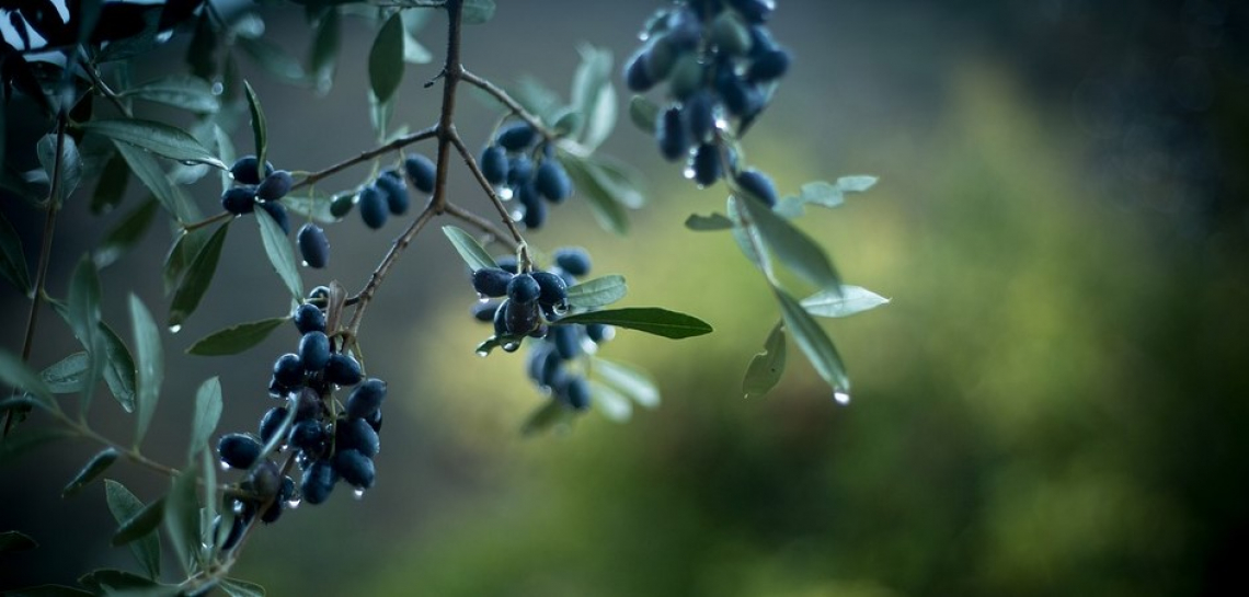Il costo di produzione dell'olio d'oliva andaluso da 1,73 a 4 euro/kg