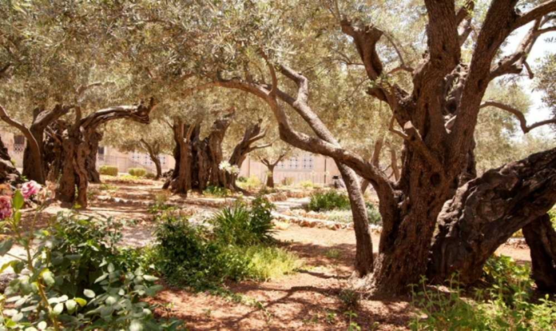 Alla ricerca di simboli e radici: Getsemani, il giardino degli olivi e del frantoio