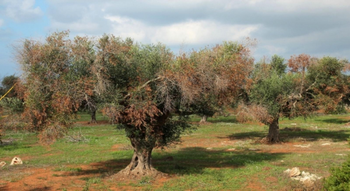 Nasce il comitato tecnico scientifico pugliese contro Xylella fastidiosa