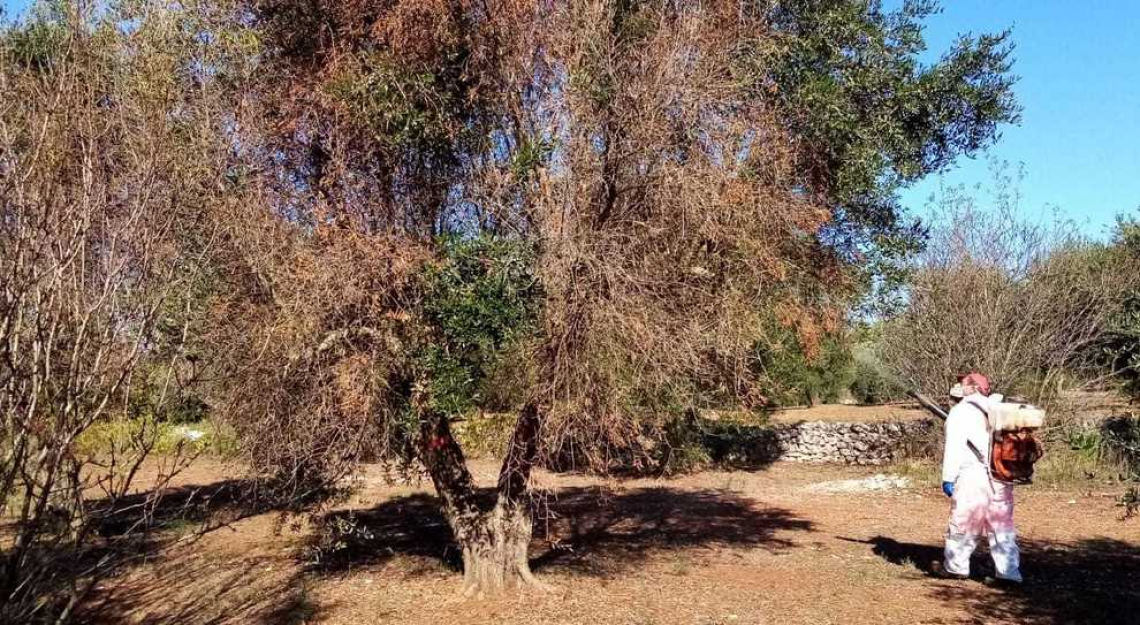 Ridurre l'incidenza di Xylella fastidiosa grazie a due trattamenti all'anno