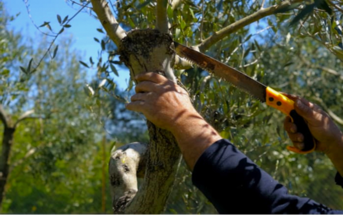 Gli inviolabili nove principi della potatura dell'olivo: oltre i miti e il passaparola c'è la scienza