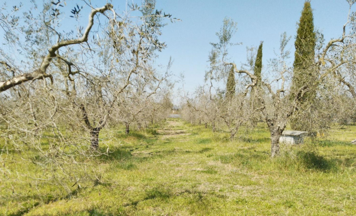 Rischi e pericoli della potatura dell'olivo dopo una gelata tardiva