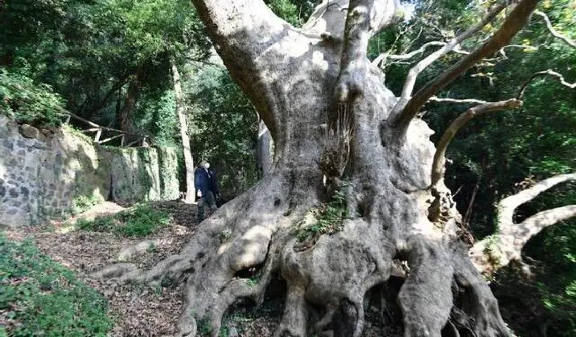 Il platano millenario di Curinga è il candidato italiano al Concorso europeo per l’albero monumentale del 2021