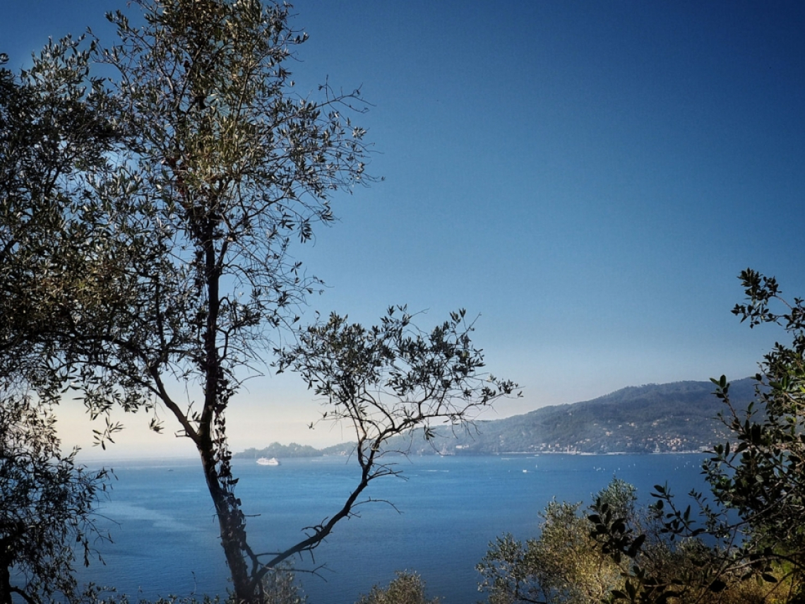 Nocciole Misto Chiavari e Olio Dop Riviera Ligure: strane alleanze del gusto