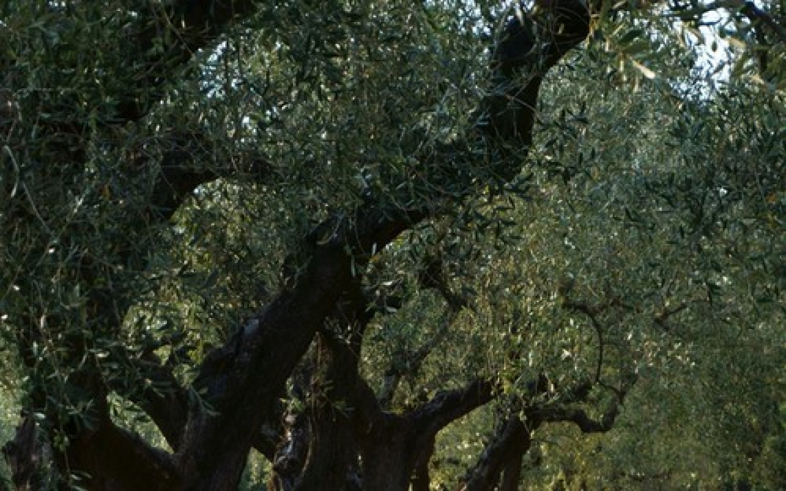 Grazie a Piero Gonnelli per l'impegno per l'olivicoltura italiana