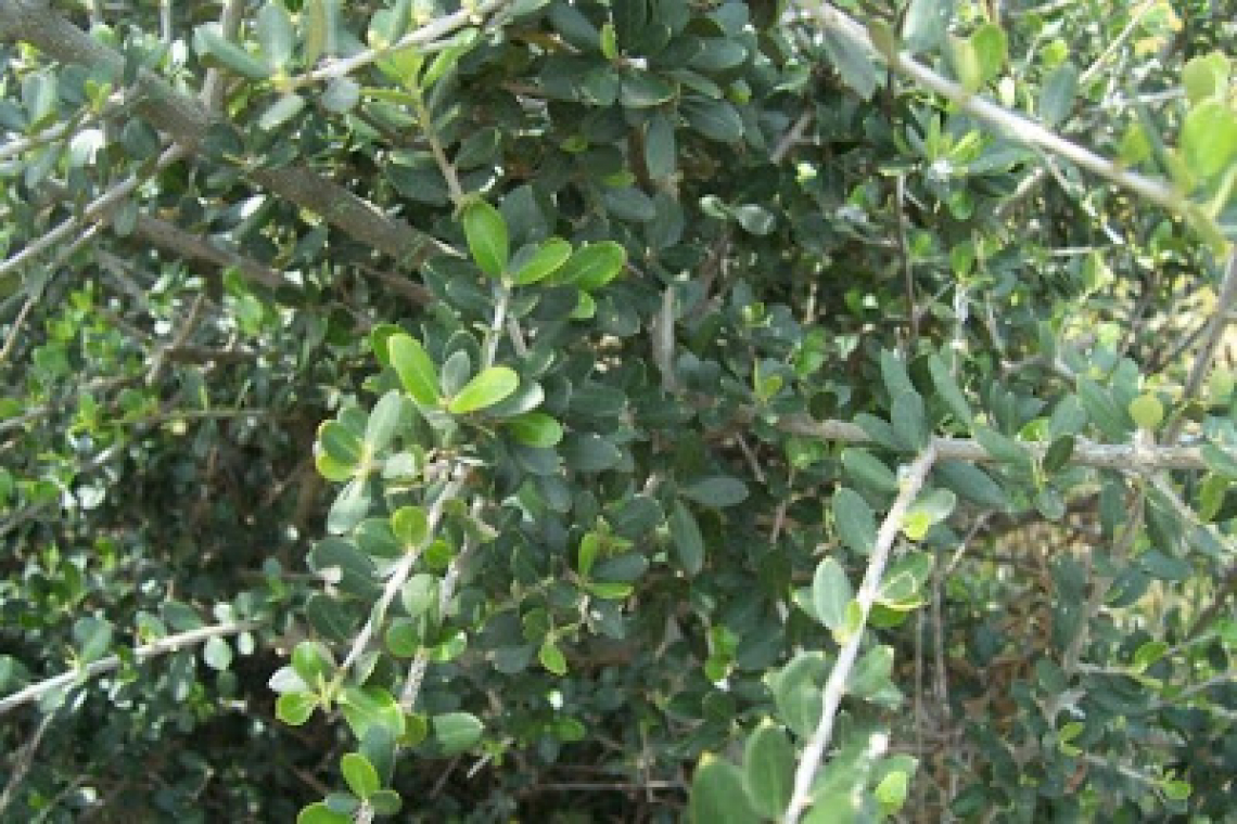 L'origine dell'addomesticazione dell'olivo: tutto inizia nel Pliocene