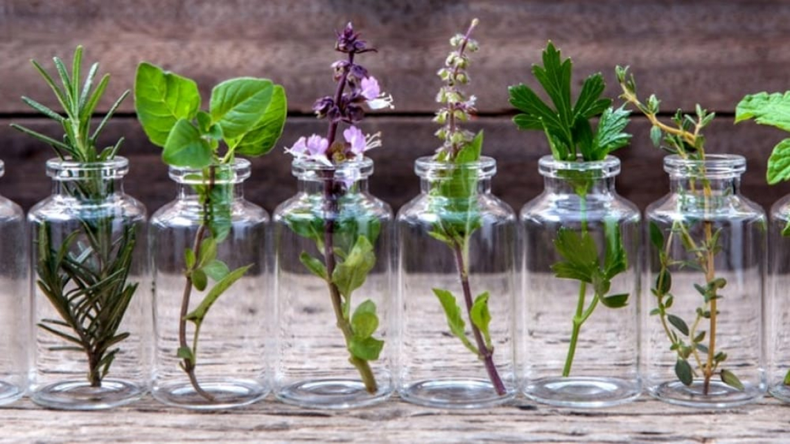 La coltivazione di piante officinali con la logica dell'economia circolare