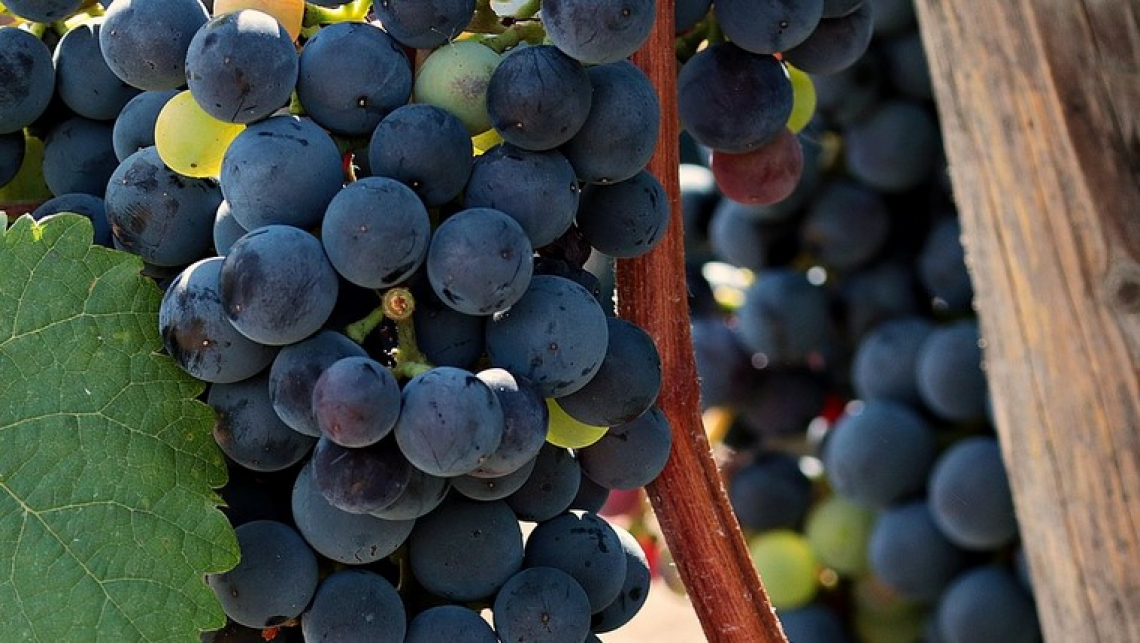 Rallentare la maturazione può migliorare la qualità dell'uva per la vinificazione
