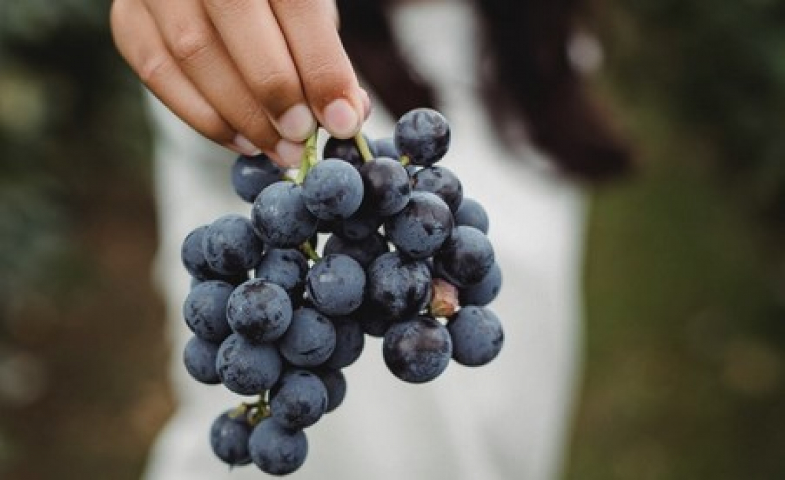 Vendemmia In Ritardo In Veneto Ma Di Alta Qualit 