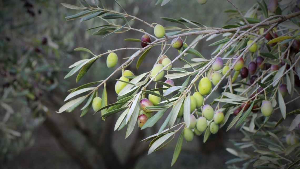 L'influenza delle oscillazioni termiche sull'accumulo di olio nell'oliva