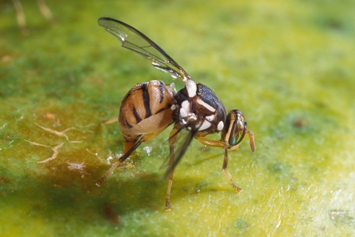 Il futuro della lotta alla mosca delle olive è la terapia genica