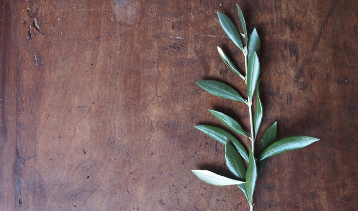 Cosa significa davvero pensare all'olivo e al suo futuro